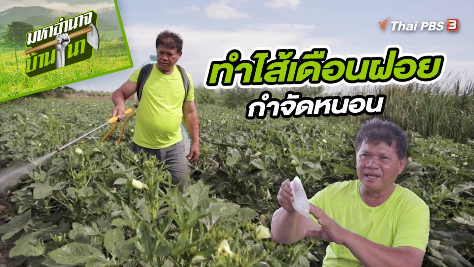 สูตรลับฉบับบ้านนา : ทำไส้เดือนฝอยกำจัดหนอน