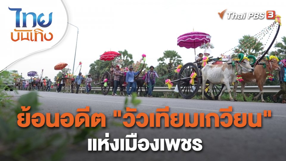 เรื่องนี้มีตำนาน : ย้อนอดีต "วัวเทียมเกวียน" แห่งเมืองเพชร