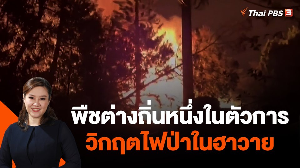 พืชต่างถิ่นหนึ่งในตัวการวิกฤตไฟป่าในฮาวาย