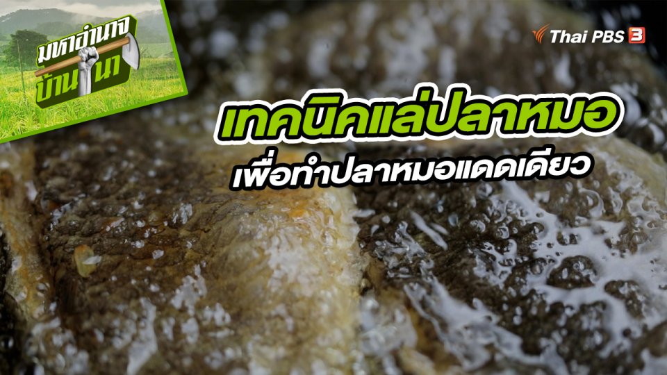 เทคนิคการแล่ปลาหมอเพื่อทำปลาหมอแดดเดียว