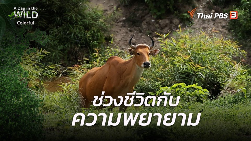 ช่วงชีวิตกับความพยายาม