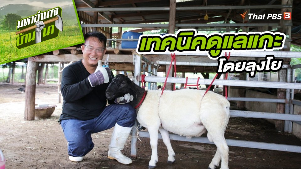 สูตรลับฉบับบ้านนา : เทคนิคการดูแลแกะ โดยลุงโย