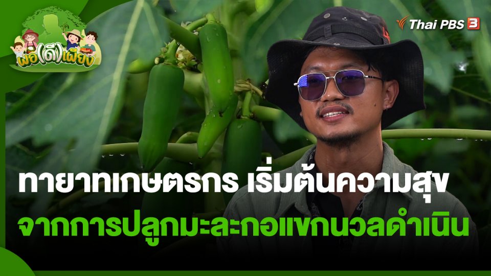 ​พอดีพอเพียง : ทายาทเกษตรกร เริ่มต้นความสุขจากการปลูกมะละกอแขกนวลดำเนิน