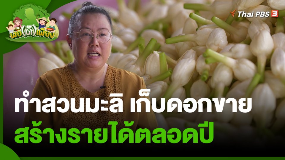​พอดีพอเพียง : ทำสวนมะลิ เก็บดอกขาย สร้างรายได้ตลอดปี