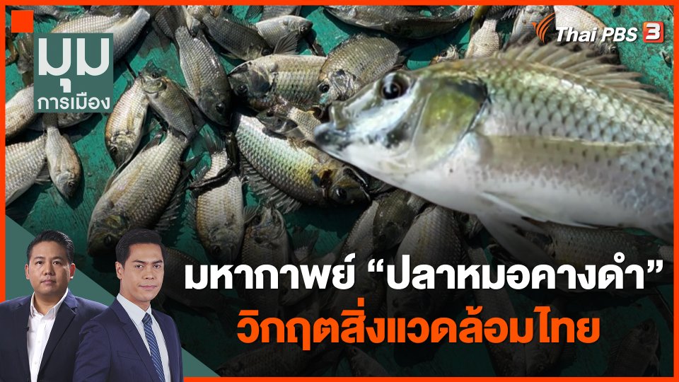 มหากาพย์ "ปลาหมอคางดำ" วิกฤตสิ่งแวดล้อมไทย