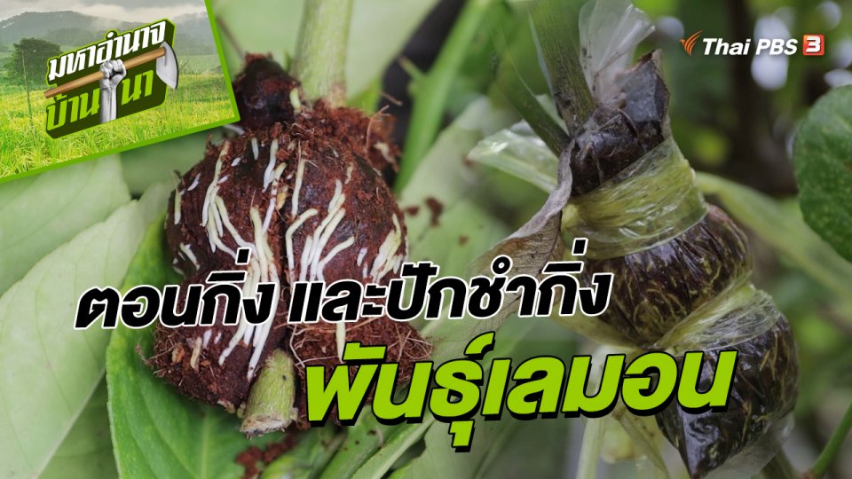 สูตรลับฉบับบ้านนา : วิธีการตอนกิ่ง และการปักชำกิ่งพันธุ์เลมอน