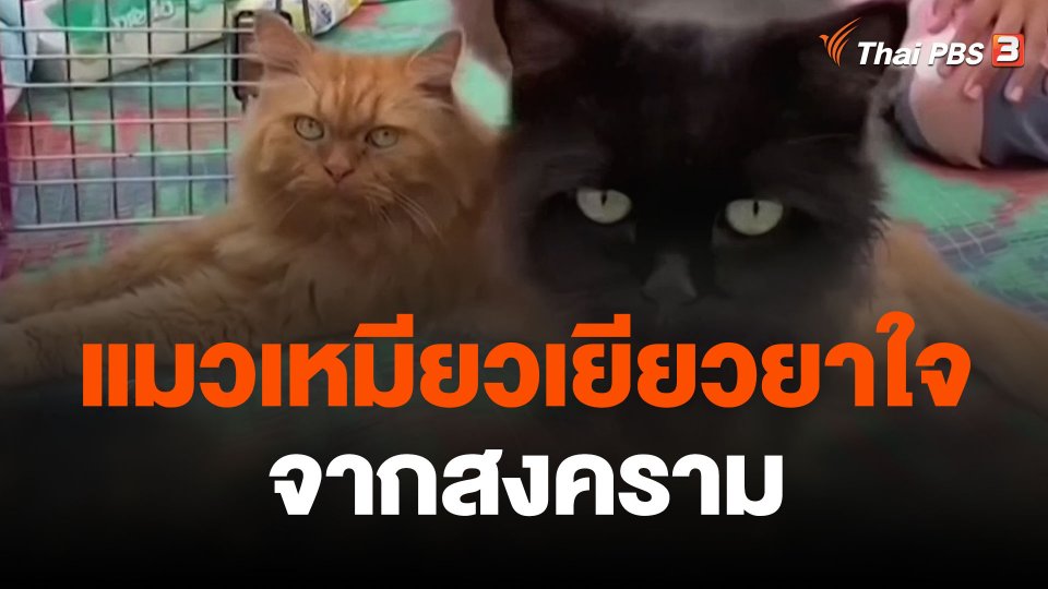 แมวเหมียวเยียวยาใจจากสงคราม