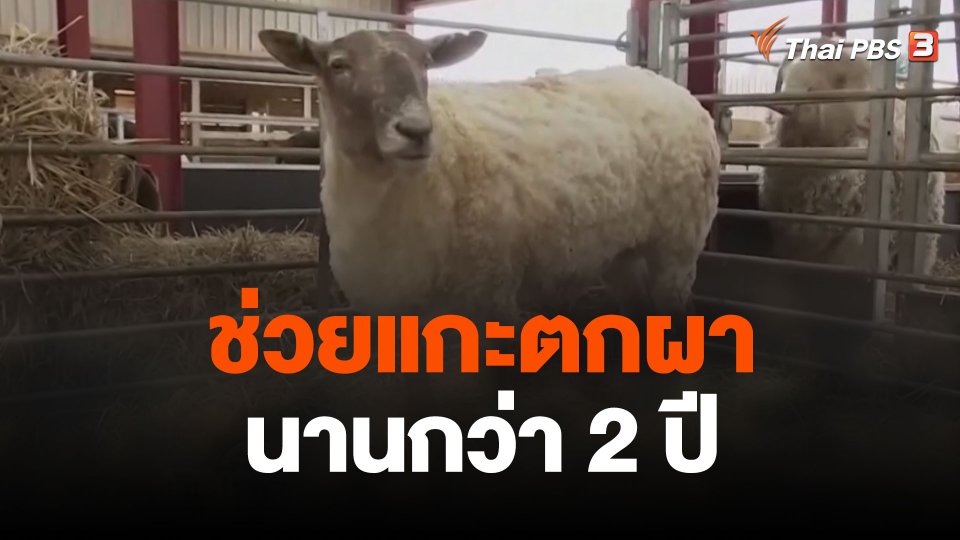 ช่วยแกะตกผานานกว่า 2 ปี