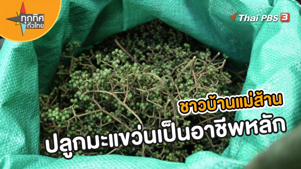 ​อาชีพทั่วไทย : ชาวบ้านแม่ส้านปลูกมะแขว่นเป็นอาชีพหลัก