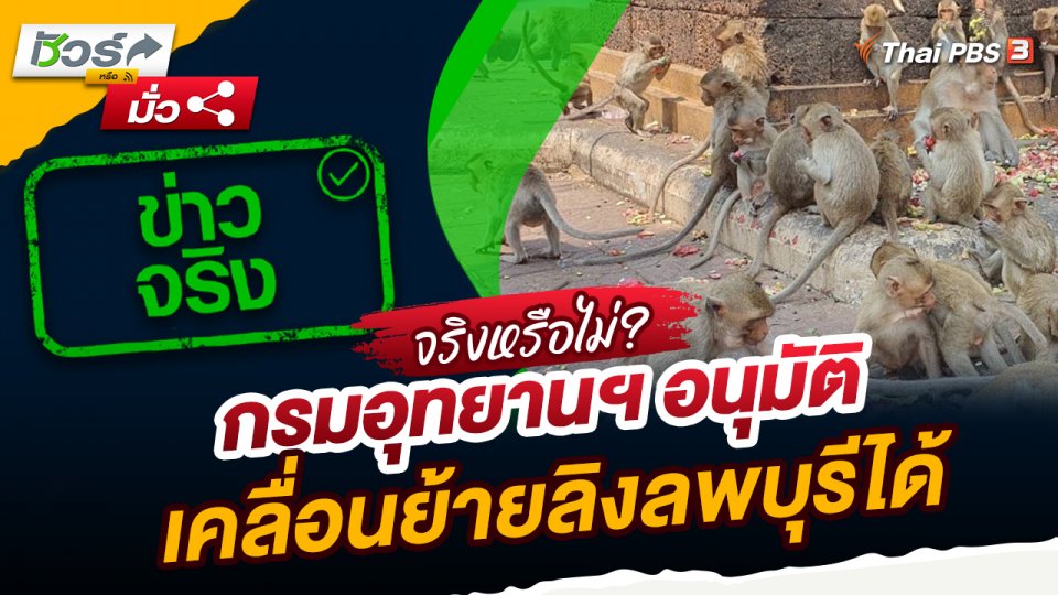 ชัวร์หรือมั่ว : กรมอุทยานฯ อนุมัติเคลื่อนย้ายลิงลพบุรีได้