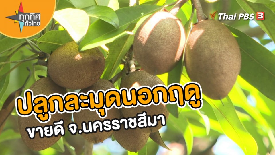 อาชีพทั่วไทย : ปลูกละมุดนอกฤดูขายดี จ.นครราชสีมา