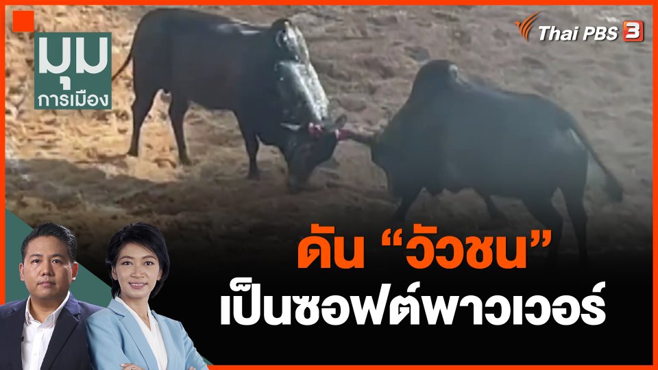 สมศักดิ์ ดัน "วัวชน" เป็นซอฟต์พาวเวอร์