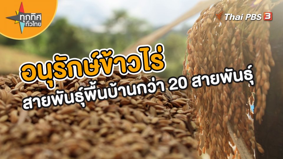 วิถีทั่วไทย : อนุรักษ์ข้าวไร่สายพันธุ์พื้นบ้านกว่า 20 สายพันธุ์