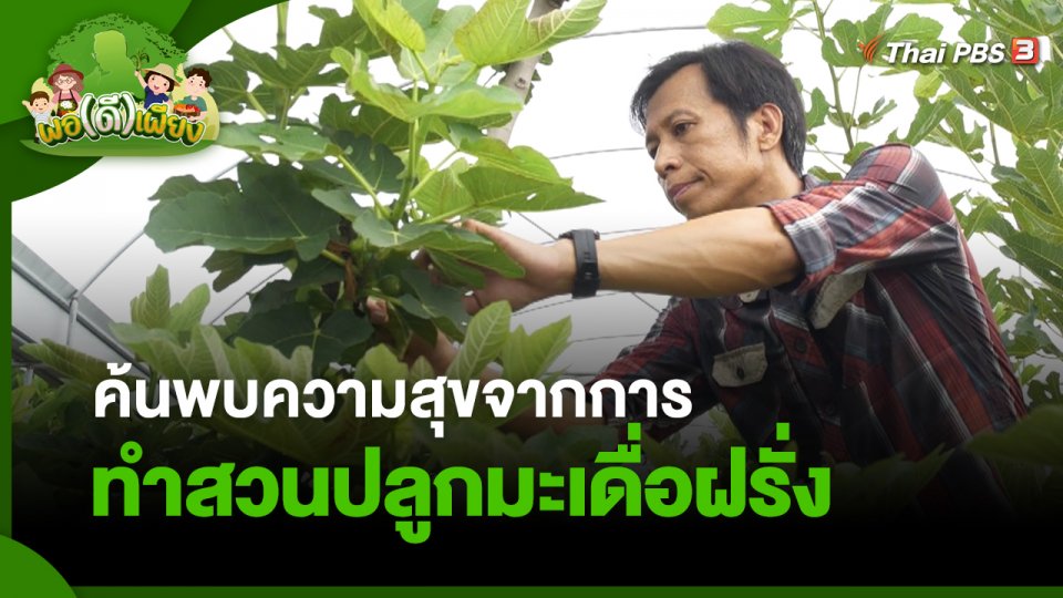พอดีพอเพียง : ค้นพบความสุขจากการทำสวนปลูกมะเดื่อฝรั่ง