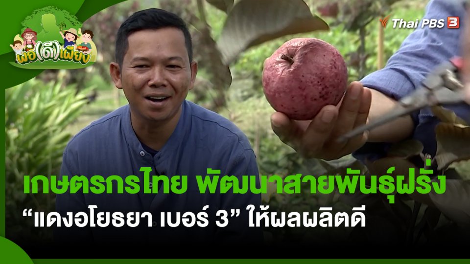 พอดีพอเพียง : เกษตรกรไทย พัฒนาสายพันธุ์ฝรั่ง "แดงอโยธยา เบอร์ 3" ให้ผลผลิตดี