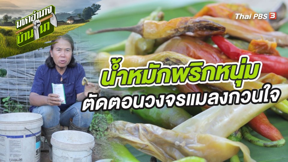 สูตรลับฉบับบ้านนา : "น้ำหมักพริกหนุ่ม" ตัดตอนวงจรแมลงกวนใจ