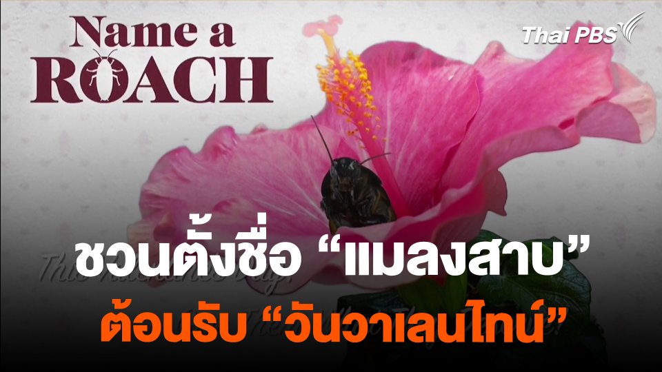 สวนสัตว์ชวนตั้งชื่อ "แมลงสาบ" รับวันวาเลนไทน์