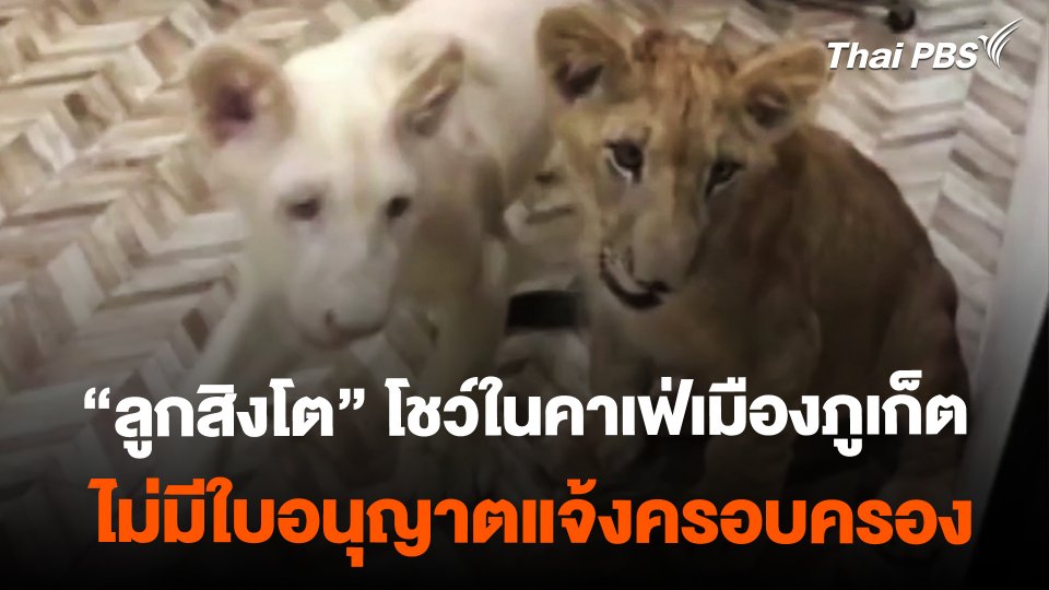 ลูกสิงโตภูเก็ต ไม่มีใบอนุญาตแจ้งครอบครอง