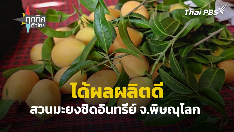 สวนมะยงชิดอินทรีย์ จ.พิษณุโลก ได้ผลผลิตดี