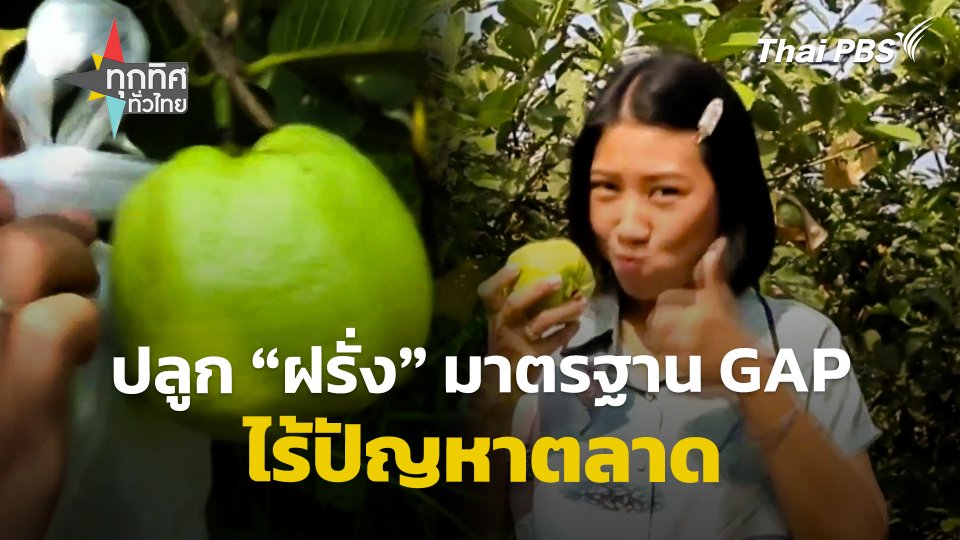 ปลูก "ฝรั่ง" มาตรฐาน GAP ที่ จ.พิจิตร ไร้ปัญหาตลาด