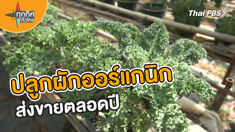 อาชีพทั่วไทย : ปลูกผักออร์แกนิกส่งขายตลอดปี