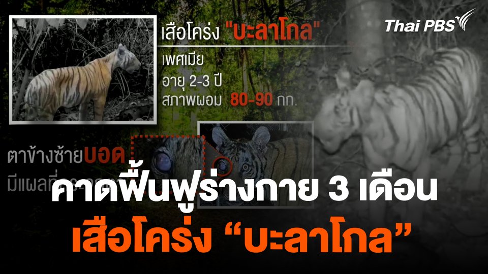 คาดใช้เวลา 3 เดือน ฟื้นฟูร่างกาย เสือโคร่ง "บะลาโกล"