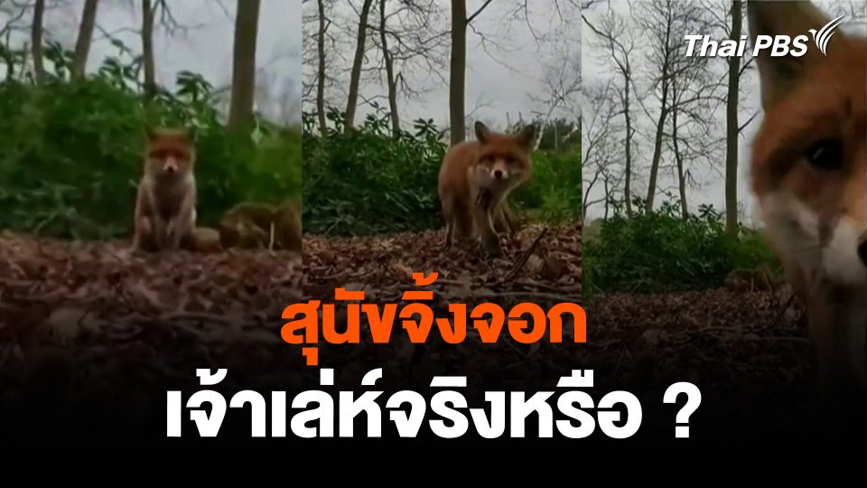 “สุนัขจิ้งจอก” เจ้าเล่ห์จริงหรือ ?