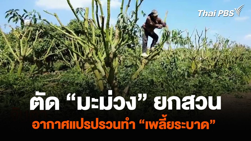ตัด “มะม่วง” ยกสวน อากาศแปรปรวนทำ “เพลี้ยระบาด”