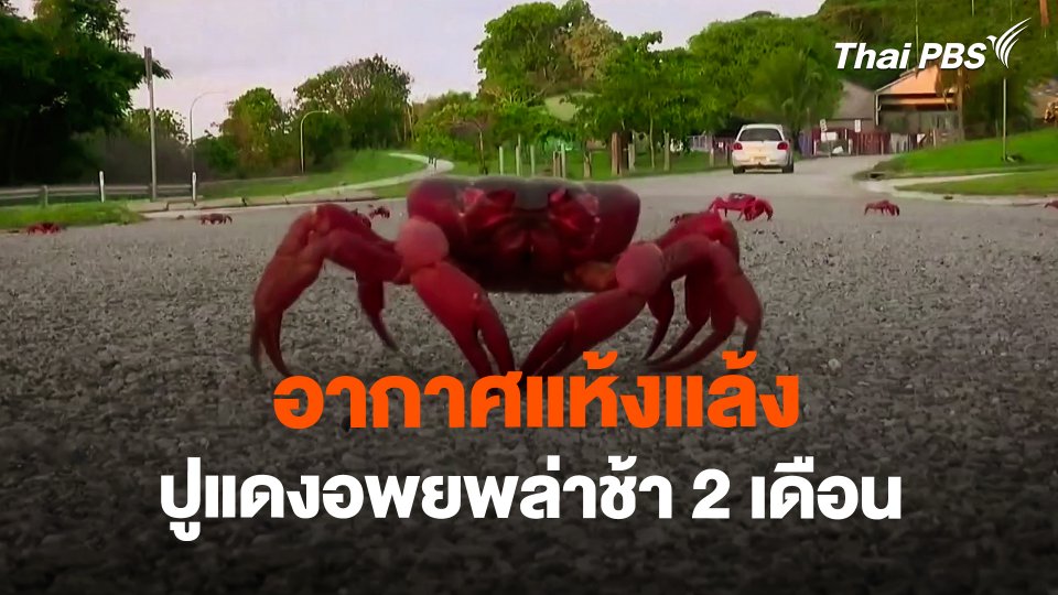 อากาศแห้งแล้ง ทำปูแดงอพยพล่าช้า 2 เดือน