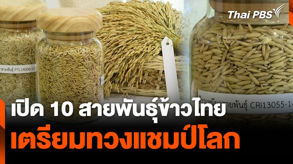 เปิด 10 สายพันธุ์ข้าวไทย เตรียมทวงแชมป์โลก