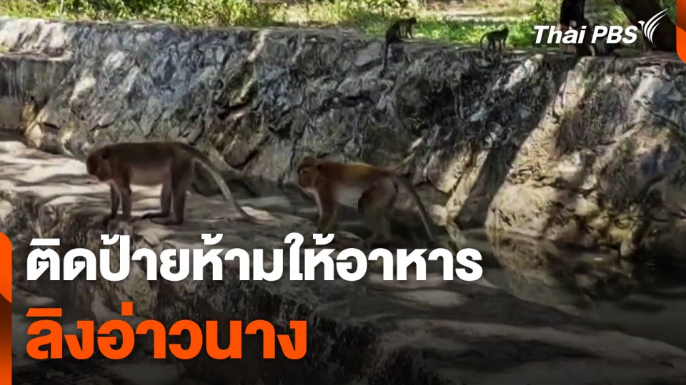 ติดป้ายห้ามให้อาหารลิงอ่าวนาง