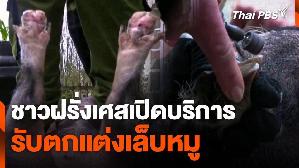 ชาวฝรั่งเศสเปิดบริการรับตกแต่งเล็บหมู