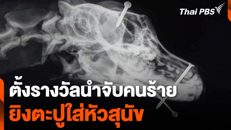 ตั้งรางวัลนำจับคนร้ายยิงตะปูใส่หัวสุนัข