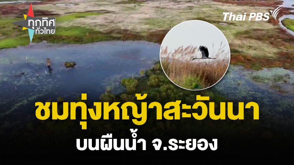 ชมทุ่งหญ้าสะวันนา บนผืนน้ำ จ.ระยอง