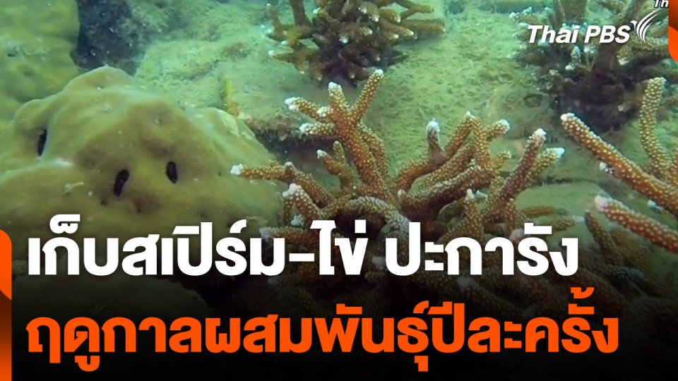 เก็บสเปิร์ม-ไข่ ปะการัง ฤดูกาลผสมพันธุ์ปีละครั้ง