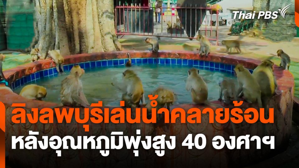 "ลิงลพบุรี" เล่นน้ำคลายร้อน หลังอุณหภูมิพุ่งสูง 40 องศาฯ