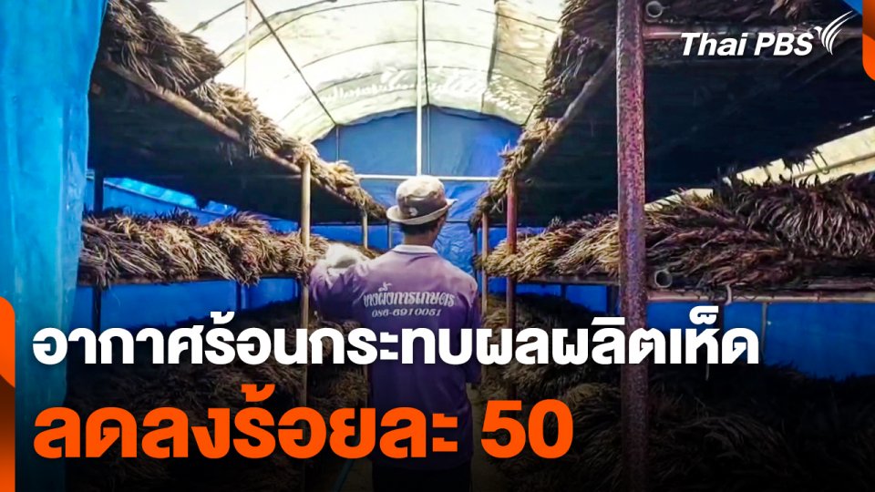 อากาศร้อนกระทบผลผลิตเห็ด จ.กระบี่ ลดลงร้อยละ 50