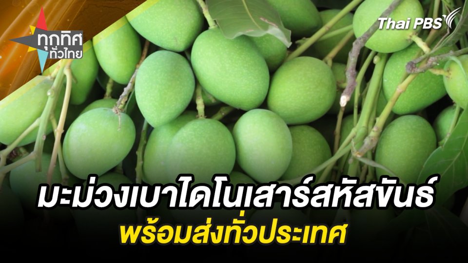 มะม่วงเบาไดโนเสาร์สหัสขันธ์ พร้อมส่งทั่วประเทศ