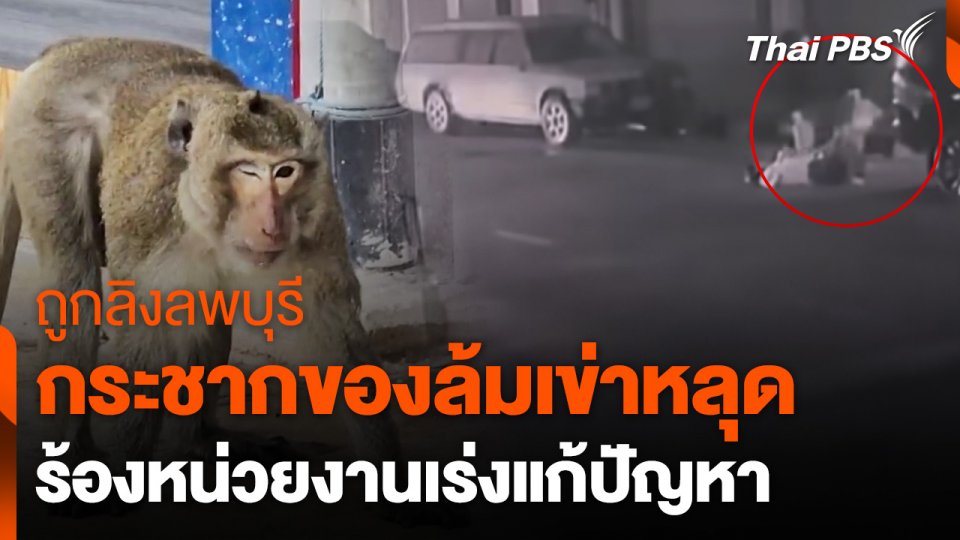 ลิงลพบุรีทำร้ายแม่ค้าตลาดนัดบาดเจ็บ