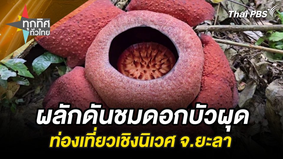 ชม “ดอกบัวผุด” หาดูได้ยาก จ.ยะลา