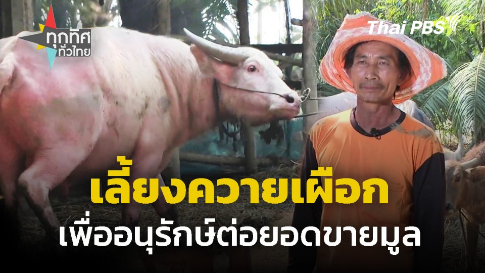 เลี้ยงควายเผือก เพื่ออนุรักษ์ต่อยอดขายมูลสร้างรายได้เสริม