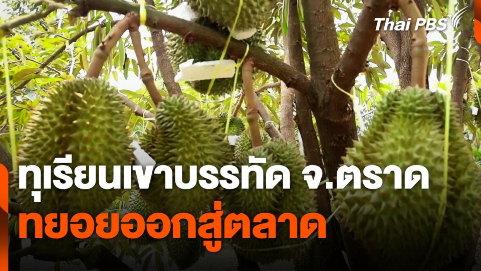 ทุเรียนเขาบรรทัด จ.ตราด เริ่มทยอยออกสู่ตลาด