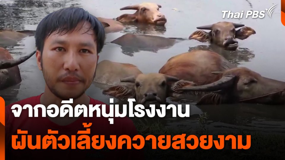 เลี้ยงควายสวยงาม พัฒนาสายพันธุ์ส่งประกวด