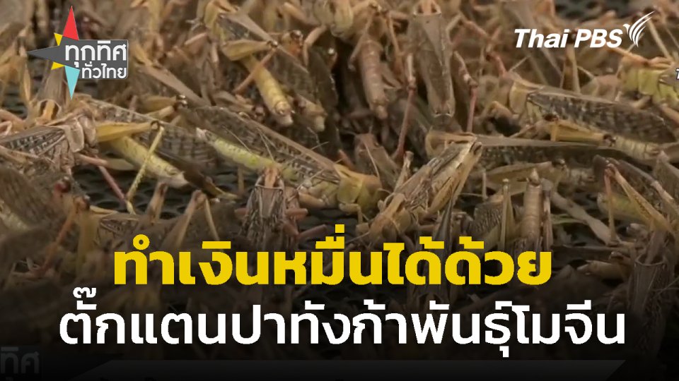 ทำเงินหมื่นได้ด้วย "ตั๊กแตนปาทังก้าพันธุ์โมจีน"