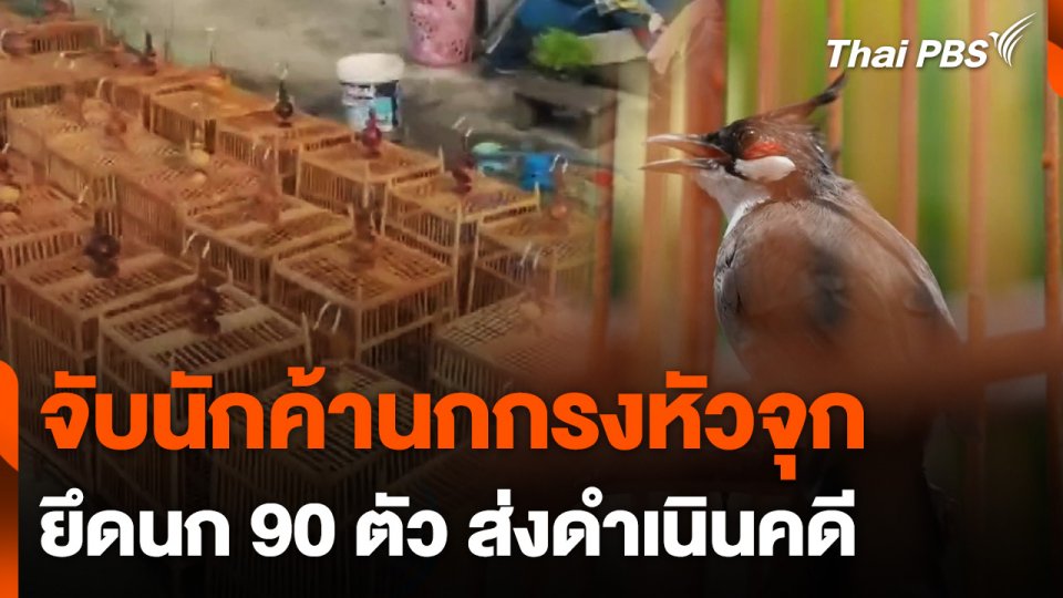 จับนักค้านกกรงหัวจุกยึดนก 90 ตัว ส่งดำเนินคดี