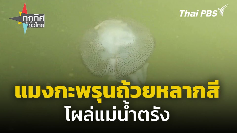 แมงกะพรุนถ้วยหลากสีโผล่แม่น้ำตรัง