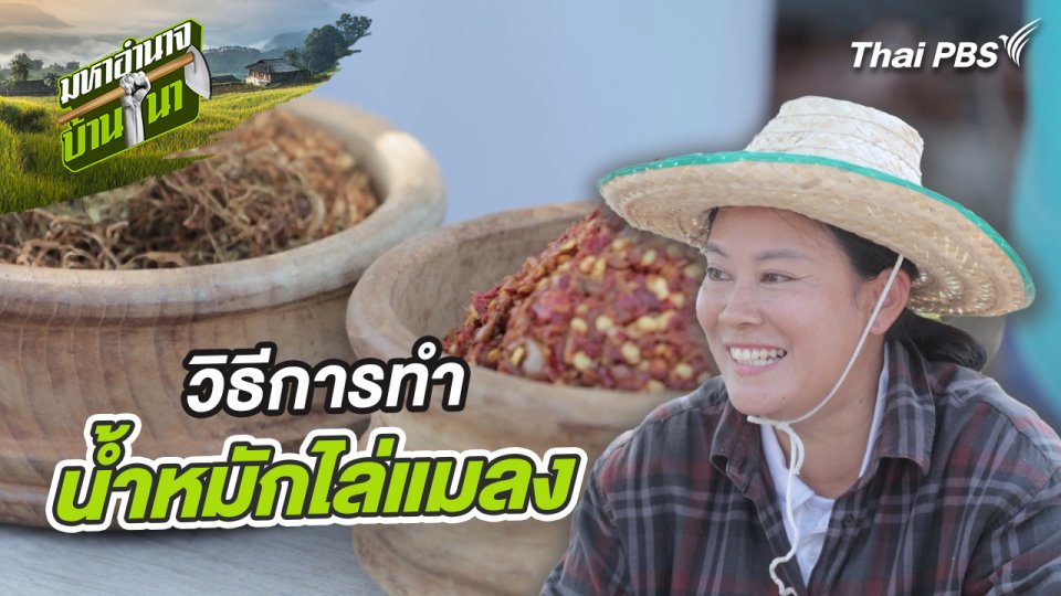 สูตรลับฉบับบ้านนา : วิธีการทำน้ำหมักไล่แมลง