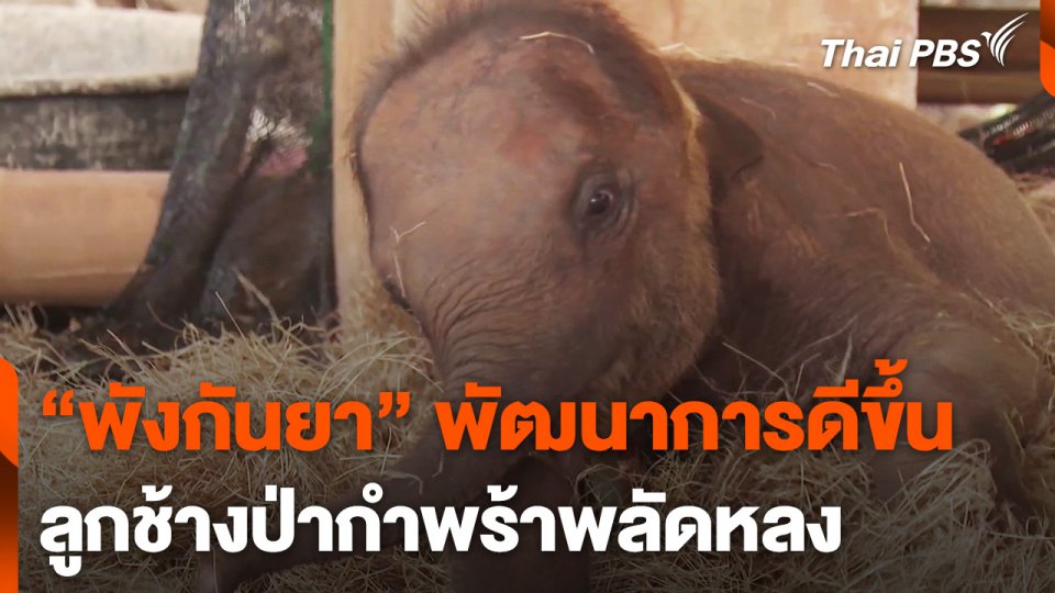"พังกันยา" ลูกช้างป่ากำพร้าพลัดหลง พัฒนาการดีขึ้น