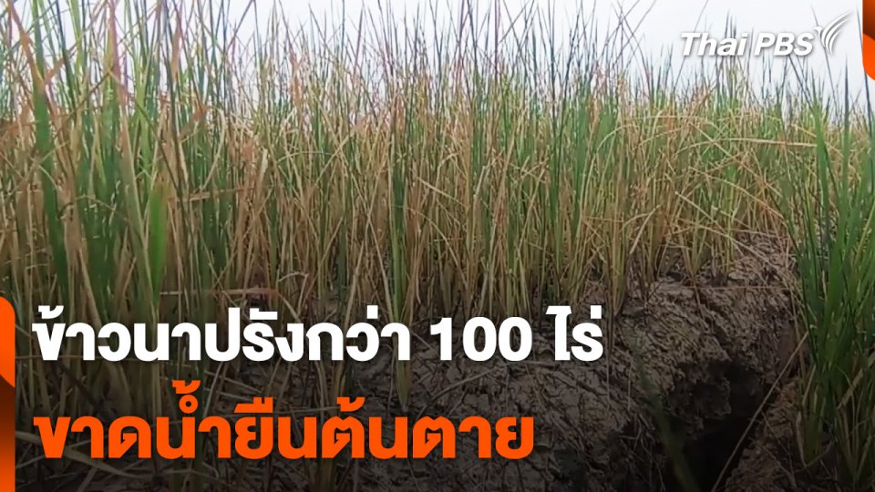 ข้าวนาปรังกว่า 100 ไร่ ขาดน้ำยืนต้นตาย จ.นครราชสีมา