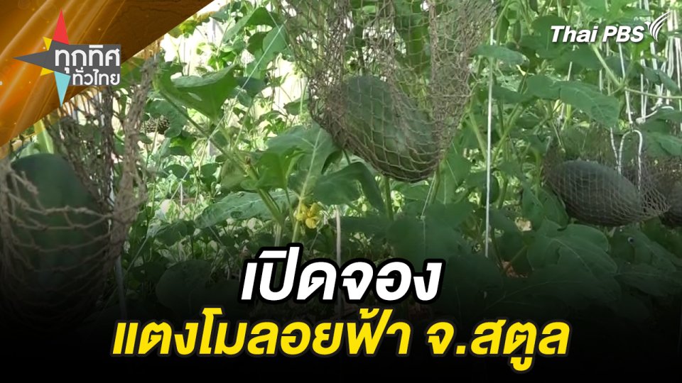 แตงโมลอยฟ้า ของดี จ.สตูล ฉ่ำชื่นใจ